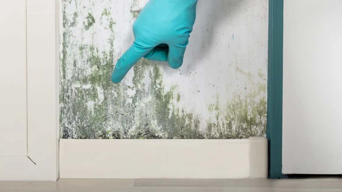 are landlords responsible for black mold