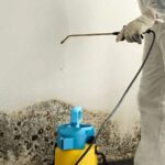 The Importance of Mold Remediation: Safeguarding Health and Property