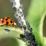 Natural Bug Control Products: A Greener Approach to Pest Management